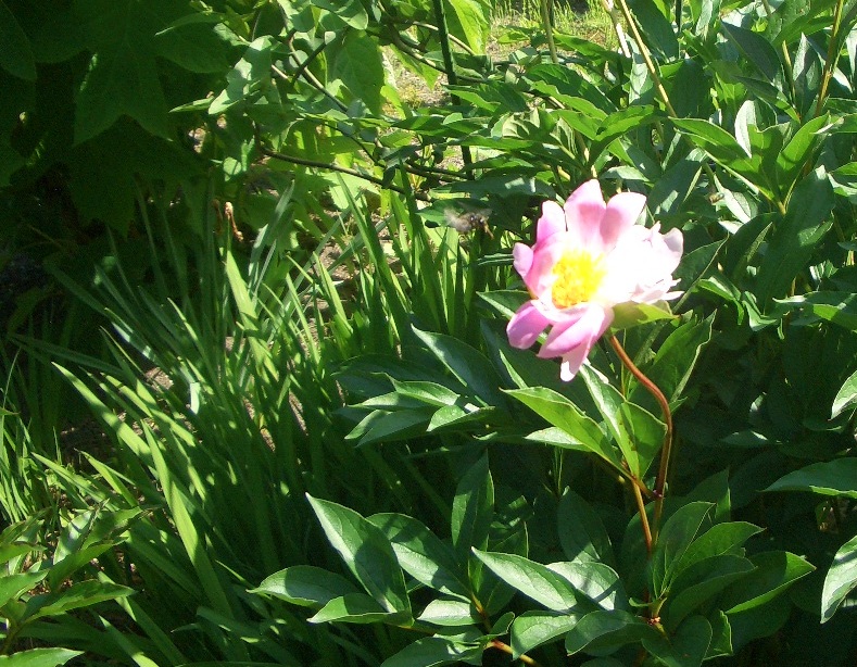 写真「花に引き付けられて」